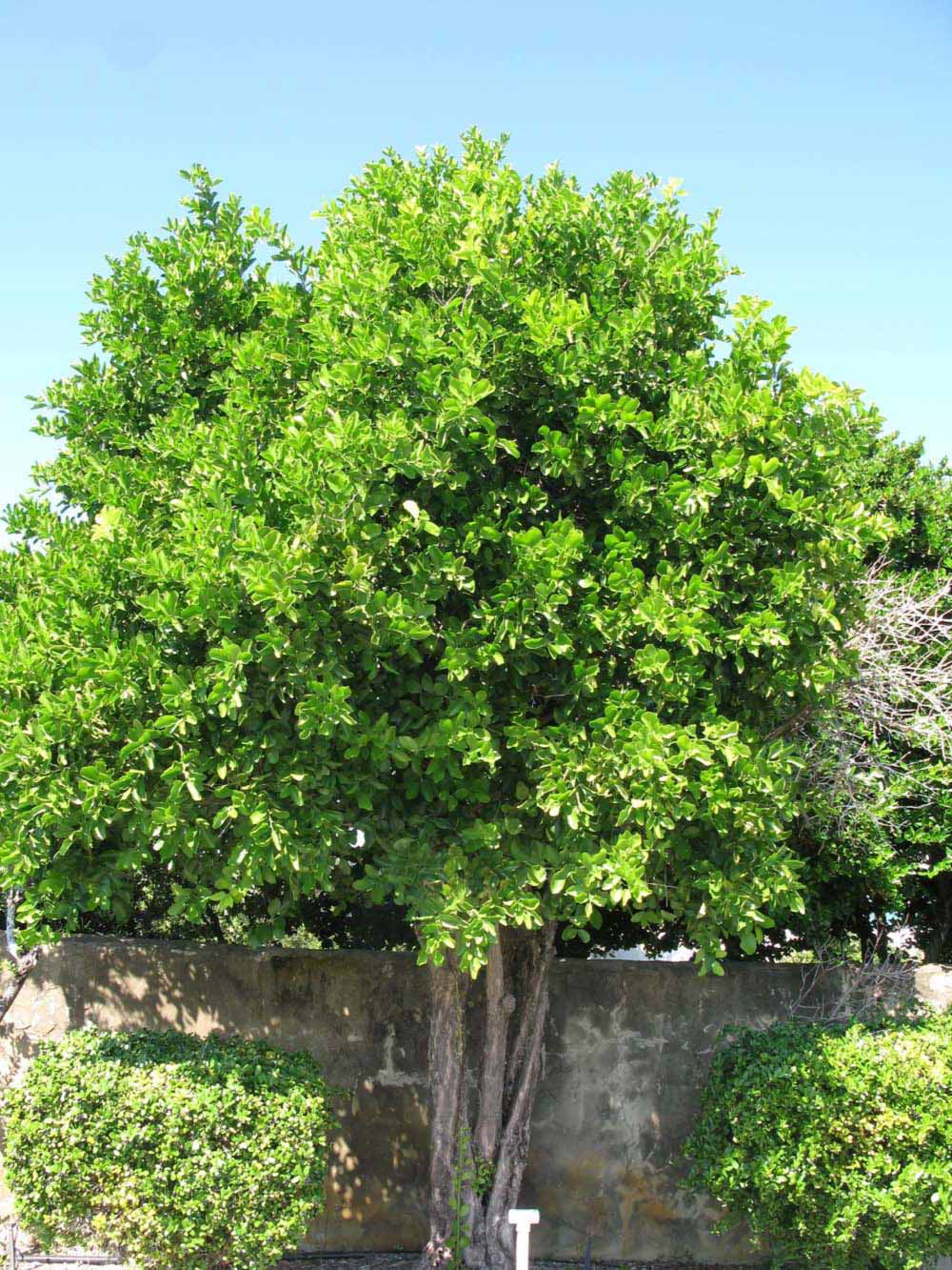            Habit (Winter Haven, FL)   